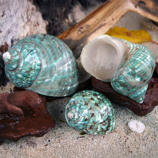 Turbo imperialis green polished