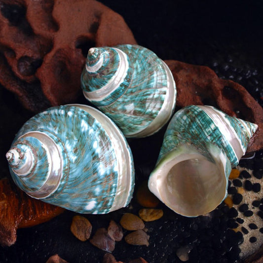 Turbo imperialis green pearl striped