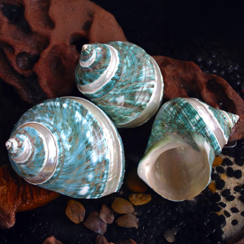 Turbo imperialis green pearl striped