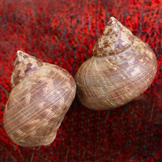 Turbo imperialis chocolate