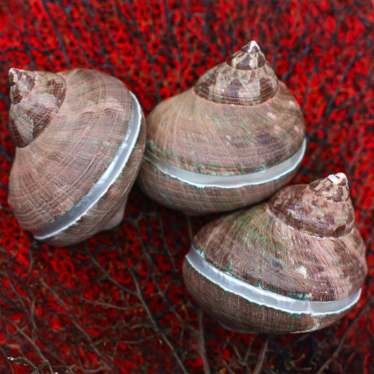 Turbo imperialis chocolate with pearl band