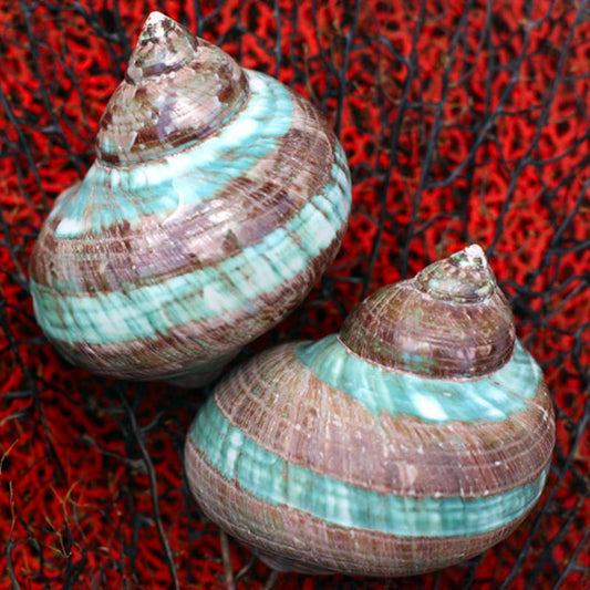 Turbo imperialis chocolate wide green band double