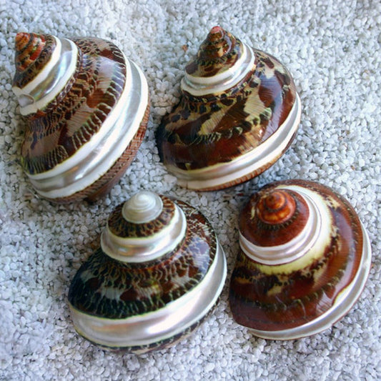 Turbo petholatus pearl striped