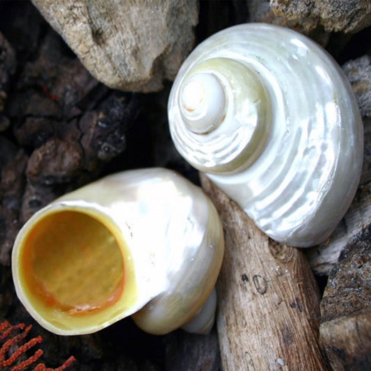 Turbo chrysostomus pearled