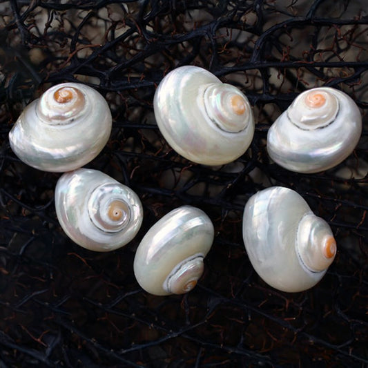 Turbo cinerius pearled