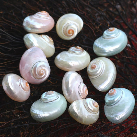 Turbo cinerius pearled pastel