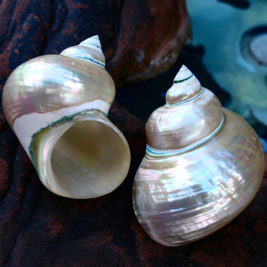 Turbo imperialis pearled