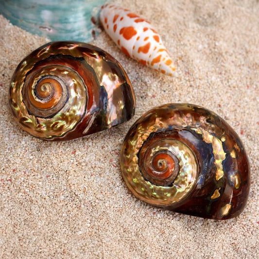 Turbo sarmaticus copper