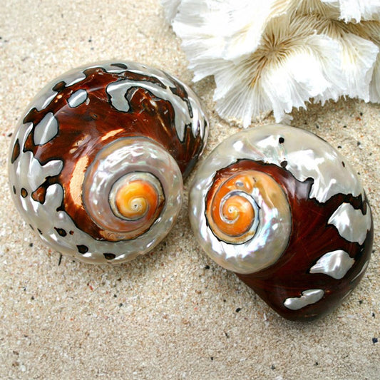 Turbo sarmaticus pearled