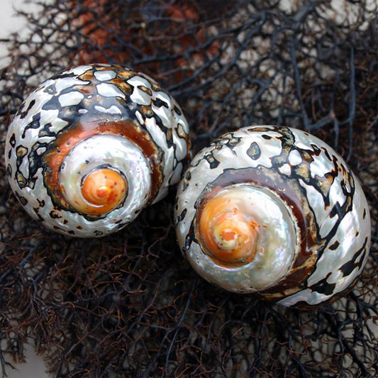 Turbo sarmaticus pearl B-grade