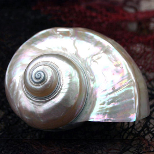 Turbo marmoratus pearled