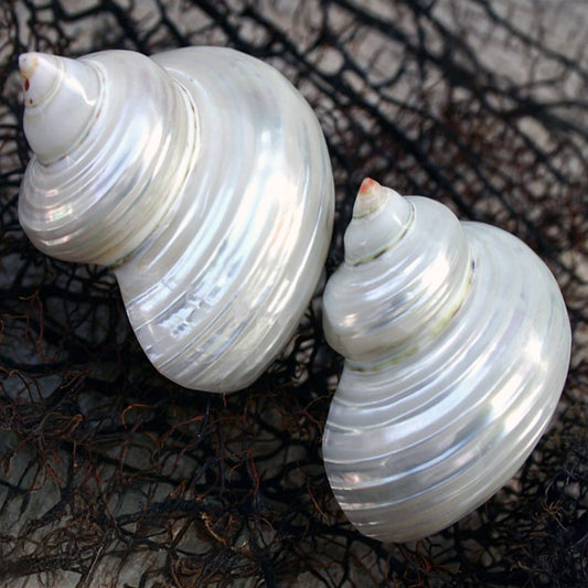 Turbo argyrostomus pearled - silvermouth