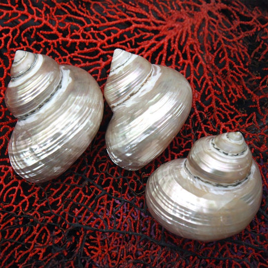 Turbo fluctuosus silver large pearled