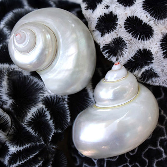 Turbo smooth pearled white