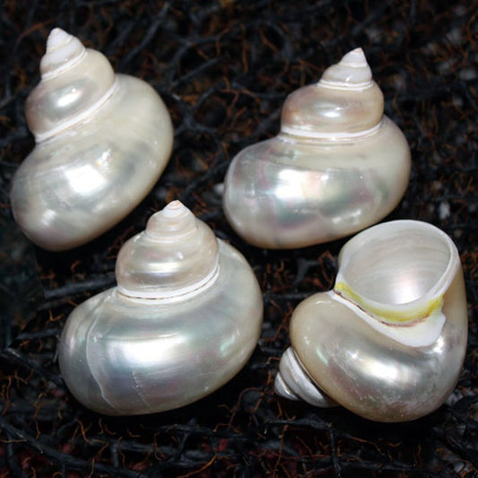 Turbo smooth pearled silver