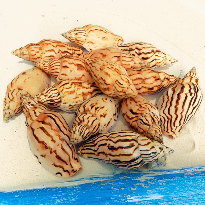 Voluta loroisi