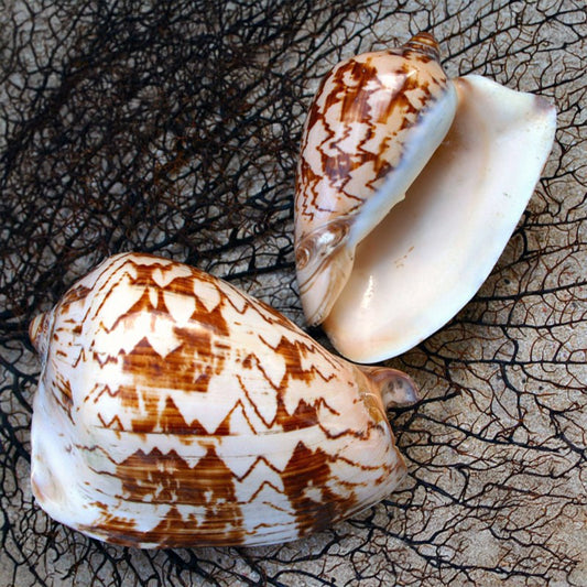 Voluta nobilis polished