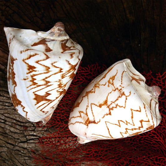 Voluta nobilis natural