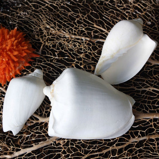 Voluta nobilis white