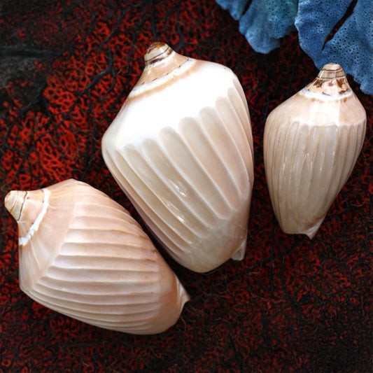 Voluta nobilis polished with bands