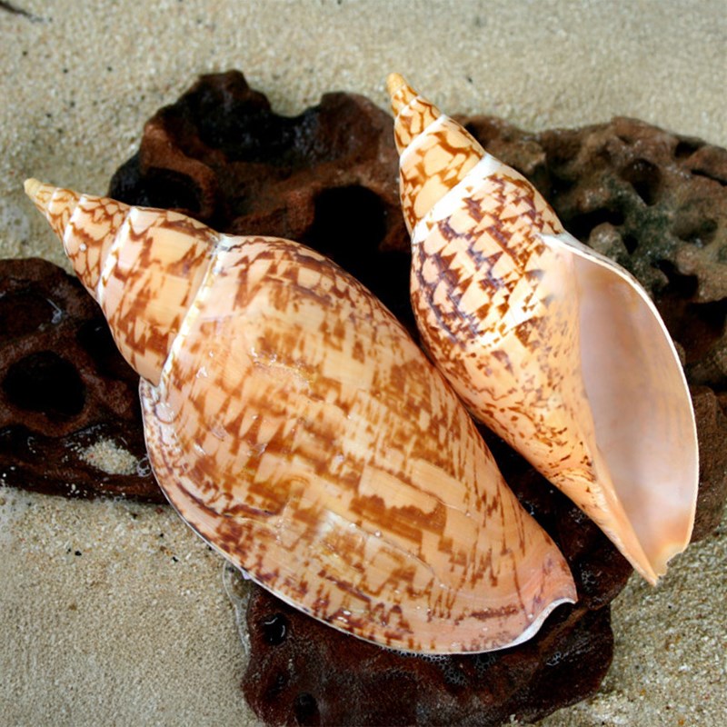 Voluta sowerbi