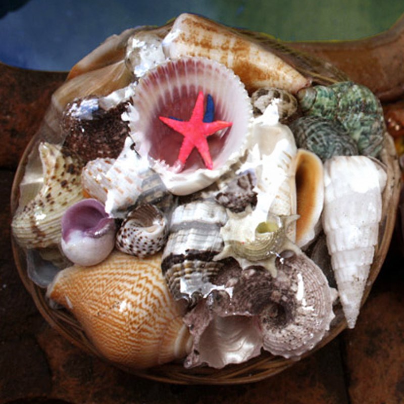 Shell basket medium