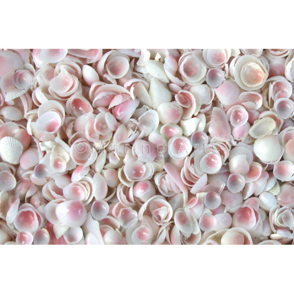 Baby Rosecup shells small  (kg)