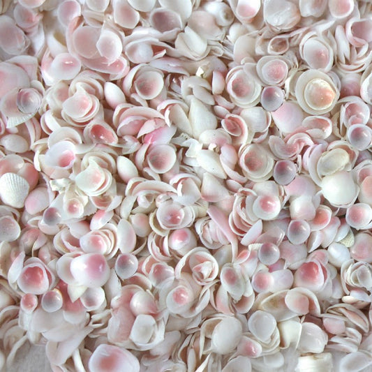 Baby Rosecup shells small  (kg)