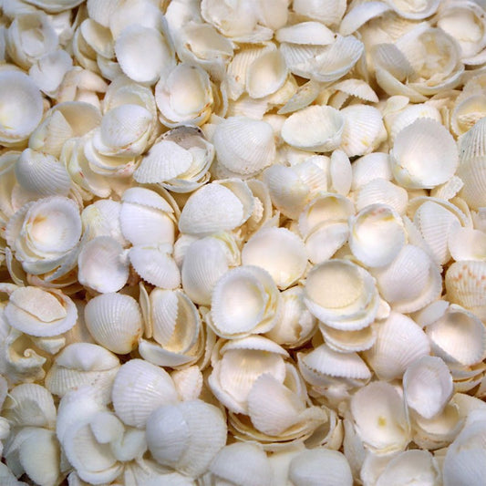 Cap shells small  (kg)