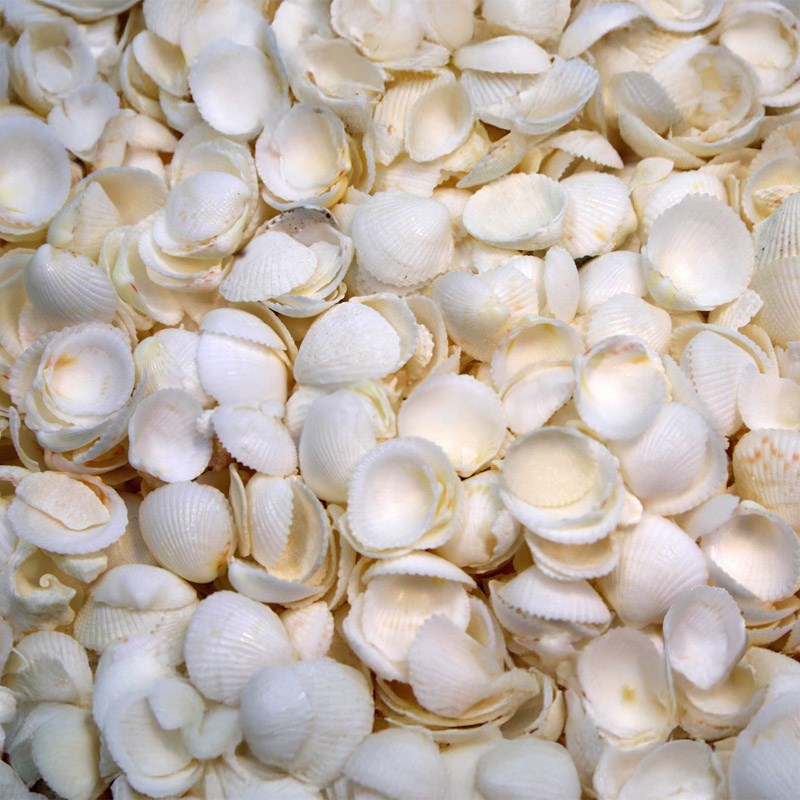 Cap shells small (kg)