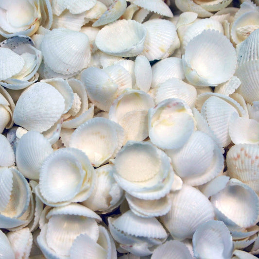 Cap shells large (kg)