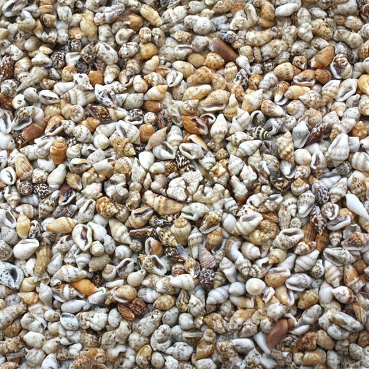 Nassa speckled  (kg)