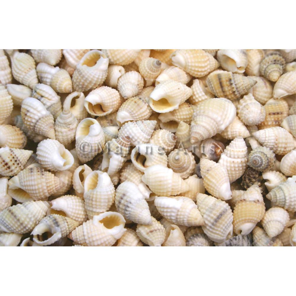 Nassarius albescens (kg)