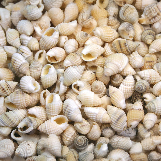 Nassarius albescens  (kg)