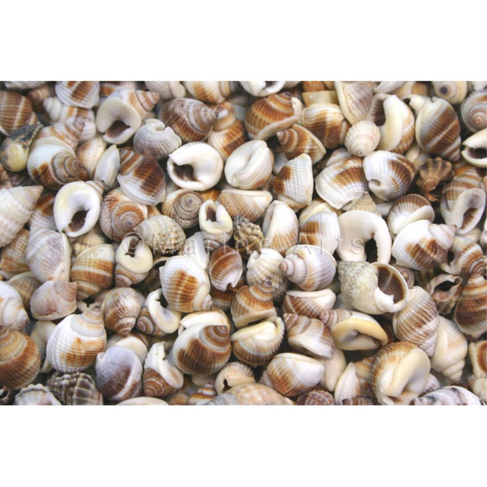 Nassarius pullus small  (kg)