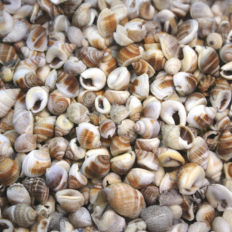 Nassarius pullus small (kg)
