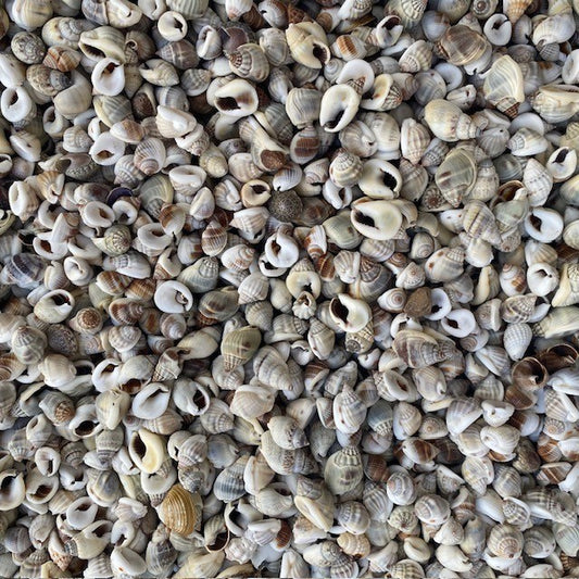 Nassarius pullus large  (kg)