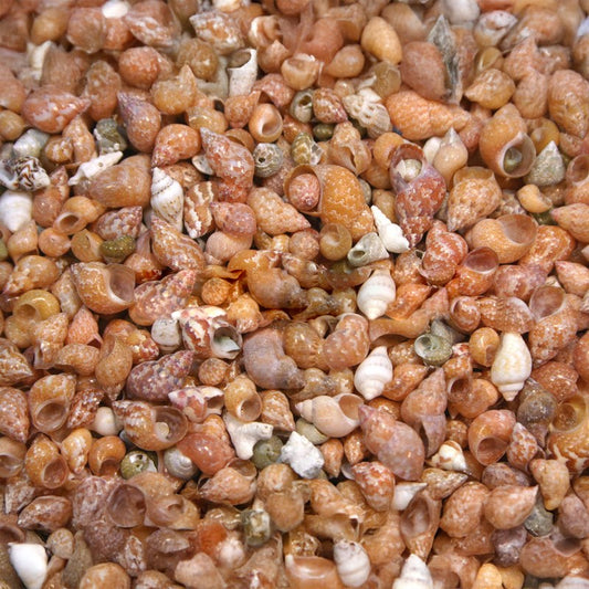 Paseo paseo tan  (kg)