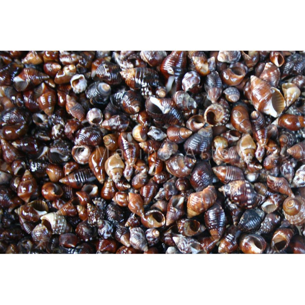 Planaxis sulcatus  (kg)