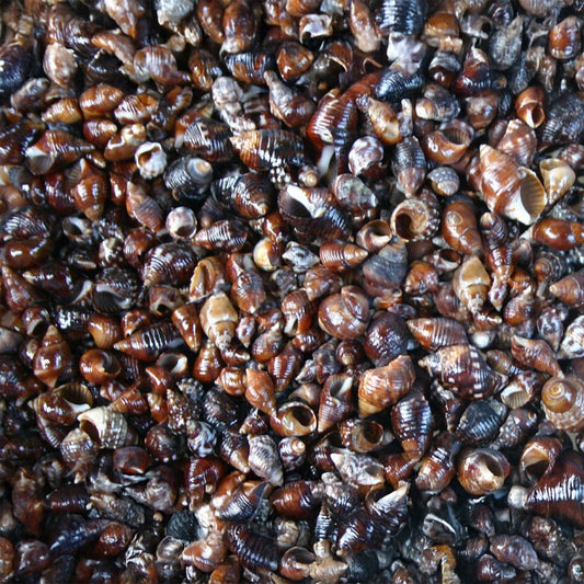 Planaxis sulcatus  (kg)