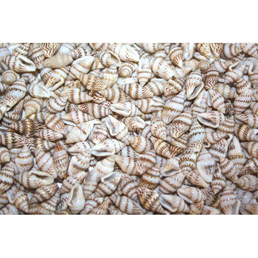 Pyrene versicolour speckled  (kg)