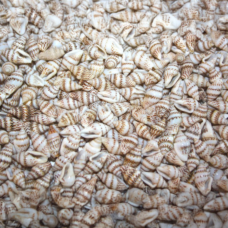 Pyrene versicolour speckled  (kg)