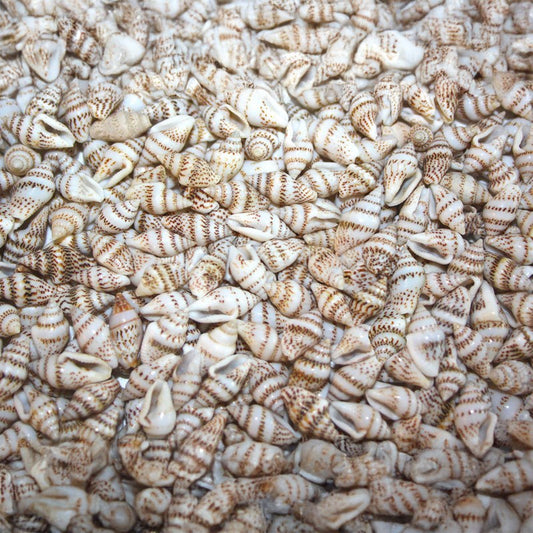 Pyrene versicolour speckled  (kg)