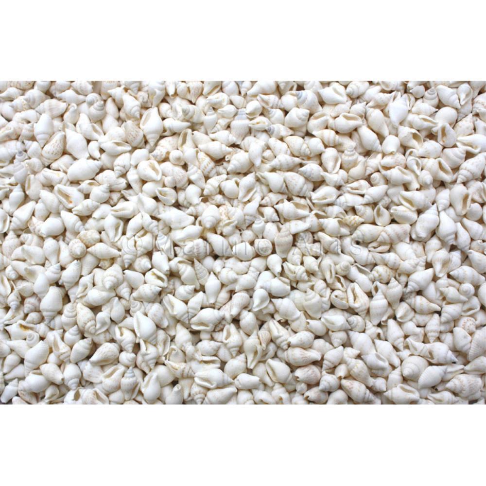 Pyrene versicolour white  (kg)