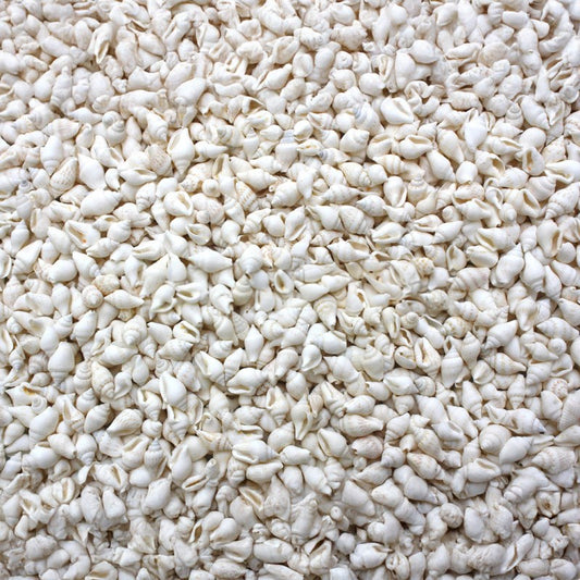 Pyrene versicolour white  (kg)