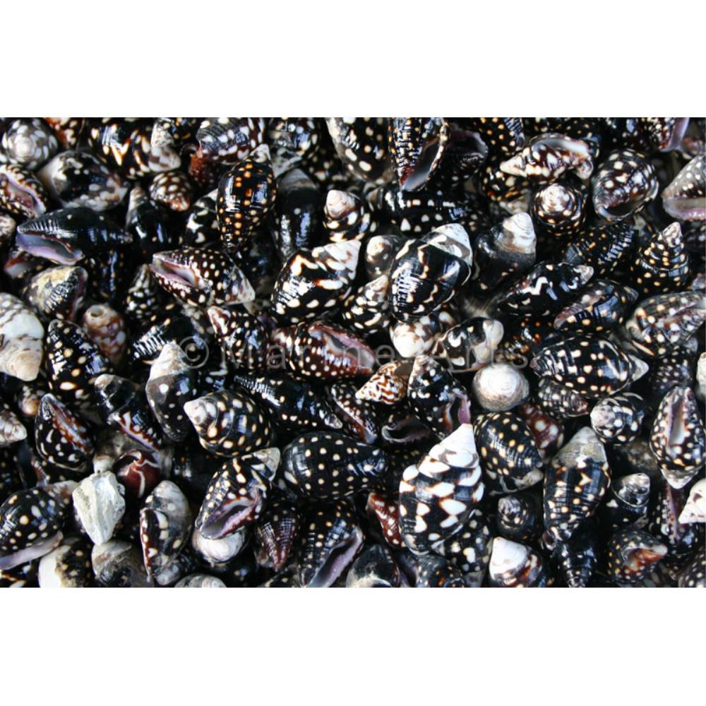 Pyrene ocellata  (kg)