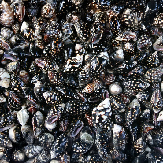 Pyrene ocellata  (kg)