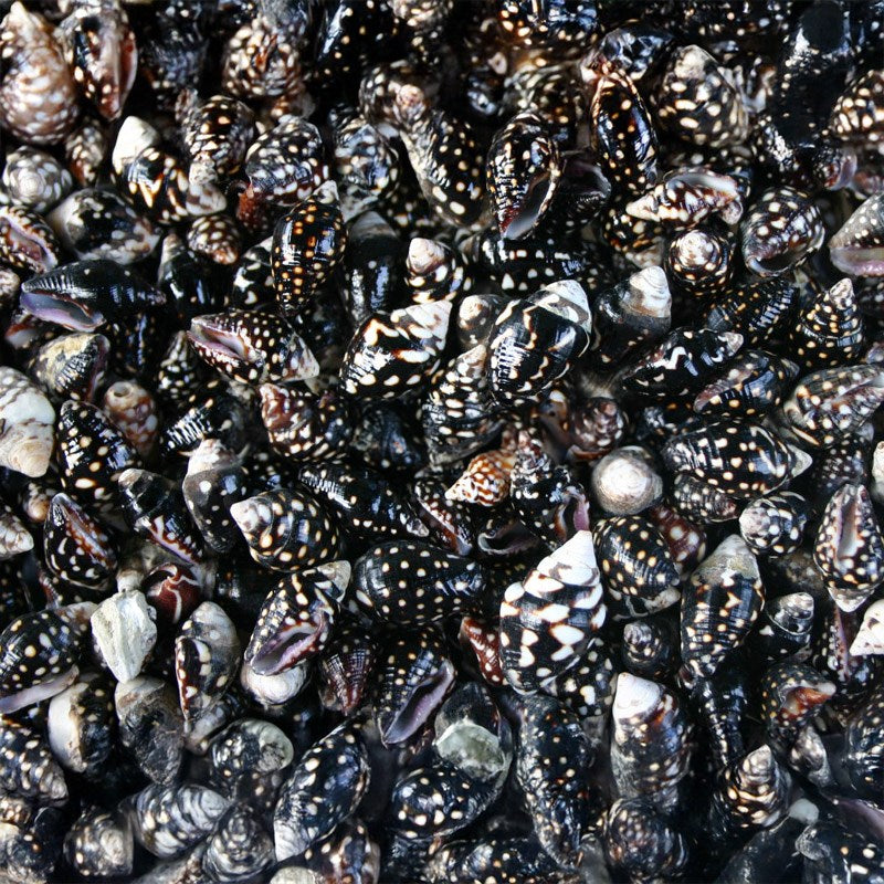 Pyrene ocellata (kg)