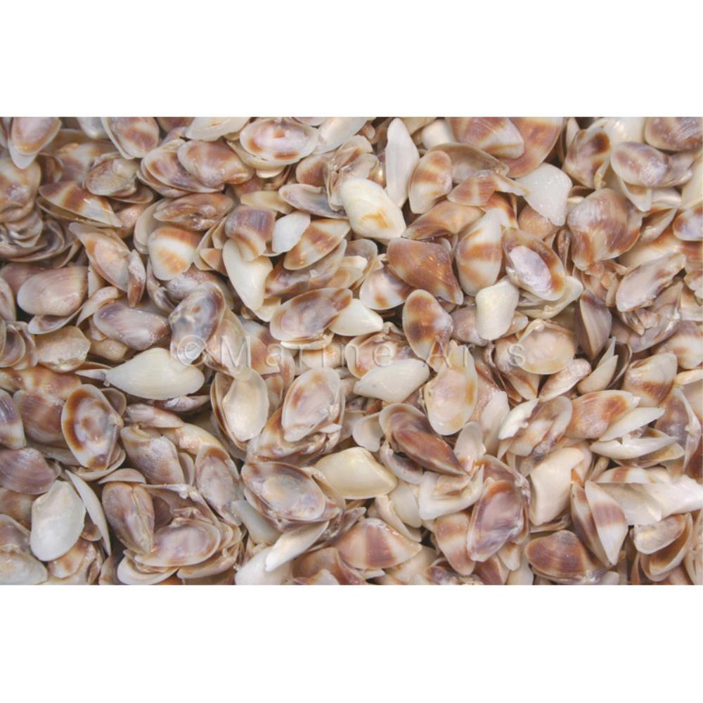 Sampaguitas white-mauve  (kg)