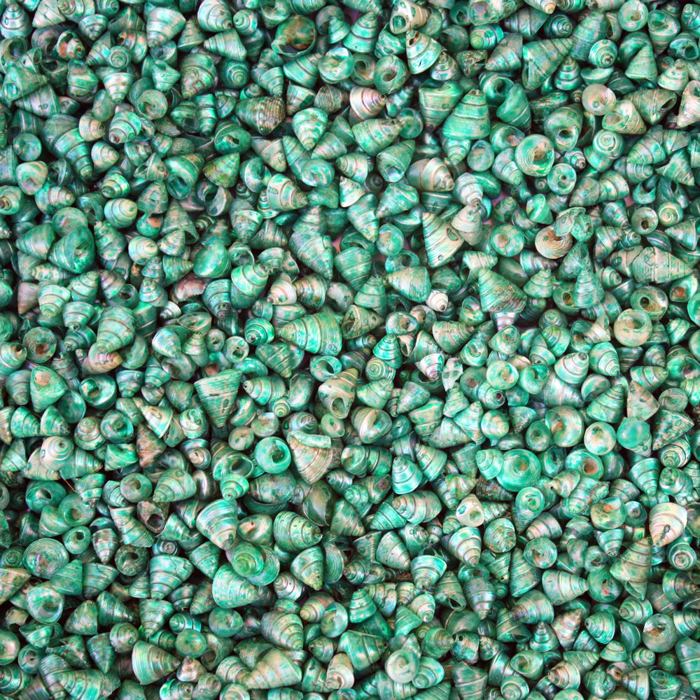 Trochus tiny pearled dyed emerald green (kg)